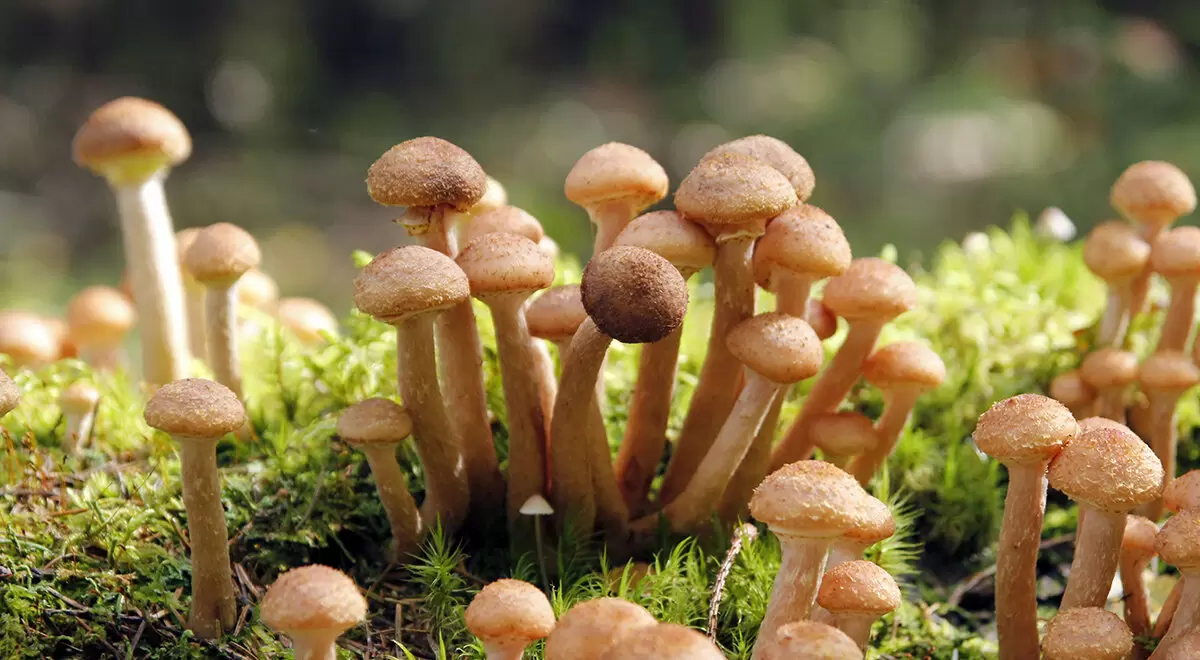 Как вкусно сохранить опята на зиму: от варки до маринования