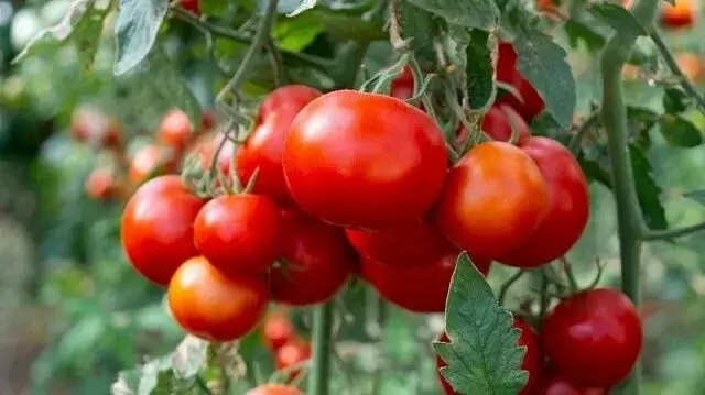 Казахстанские ученые создают уникальные добавки для борьбы с раком