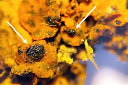 �� ������� ��������� ������ ����, ���������� ��� ��������