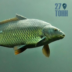 ��� ������� ������ ����: ���� ������ ���������