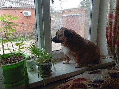 ���������� �������: ��� ���������� � ��������� ����������� �� ���������� ������������