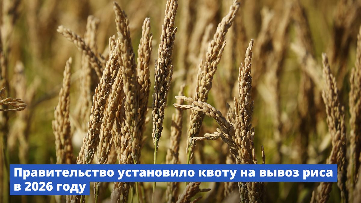 Как квота на вывоз риса может изменить уклад сельского хозяйства