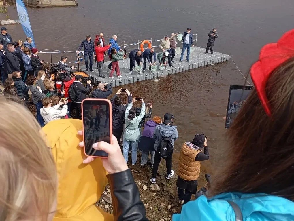 Ладога пополнилась: 1200 мальков сига выпущены в реку