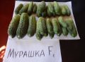 Корнишоны для заготовок: топ-5 сортов, которые стоит попробовать
